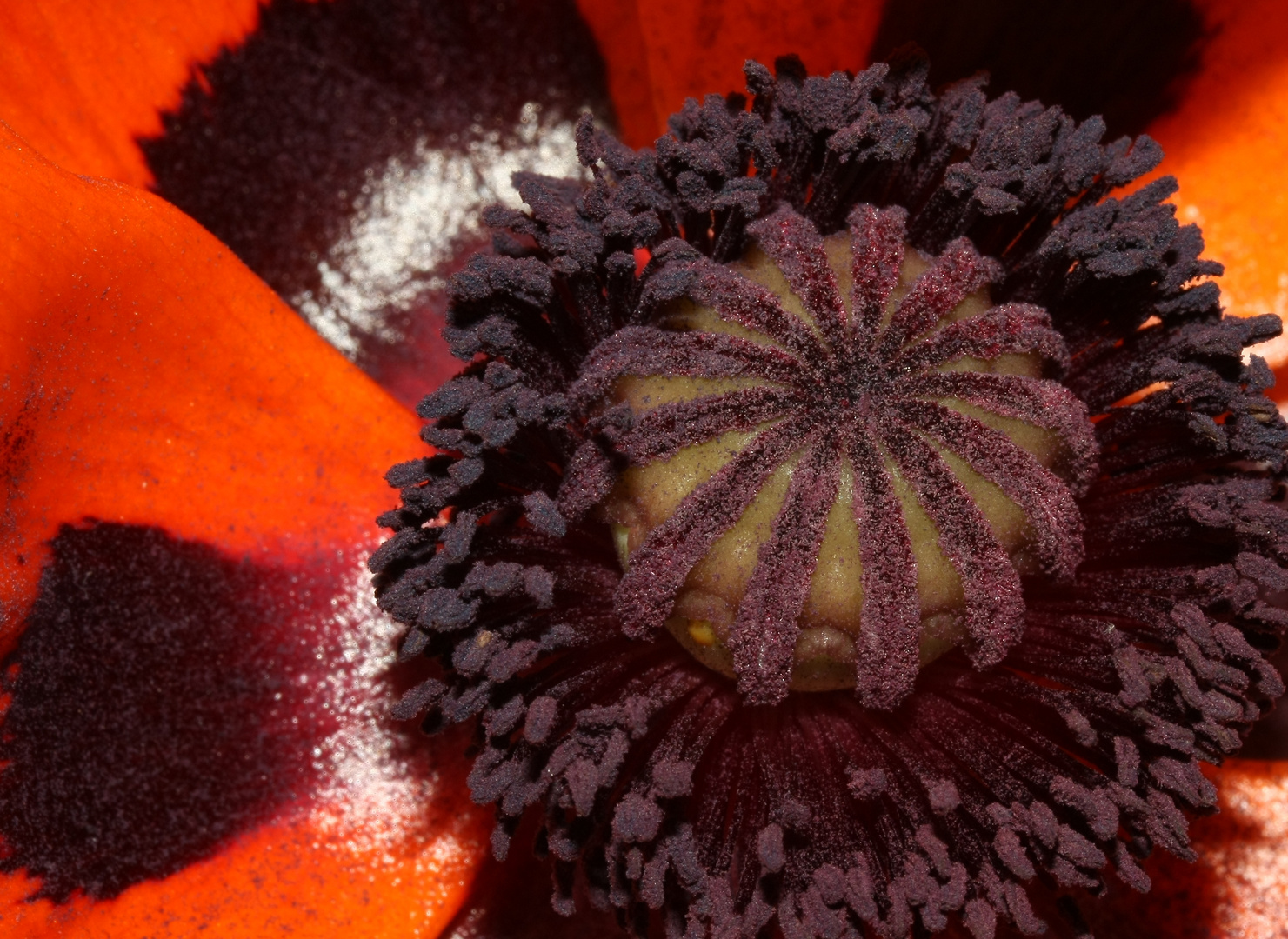 türkischer Mohn