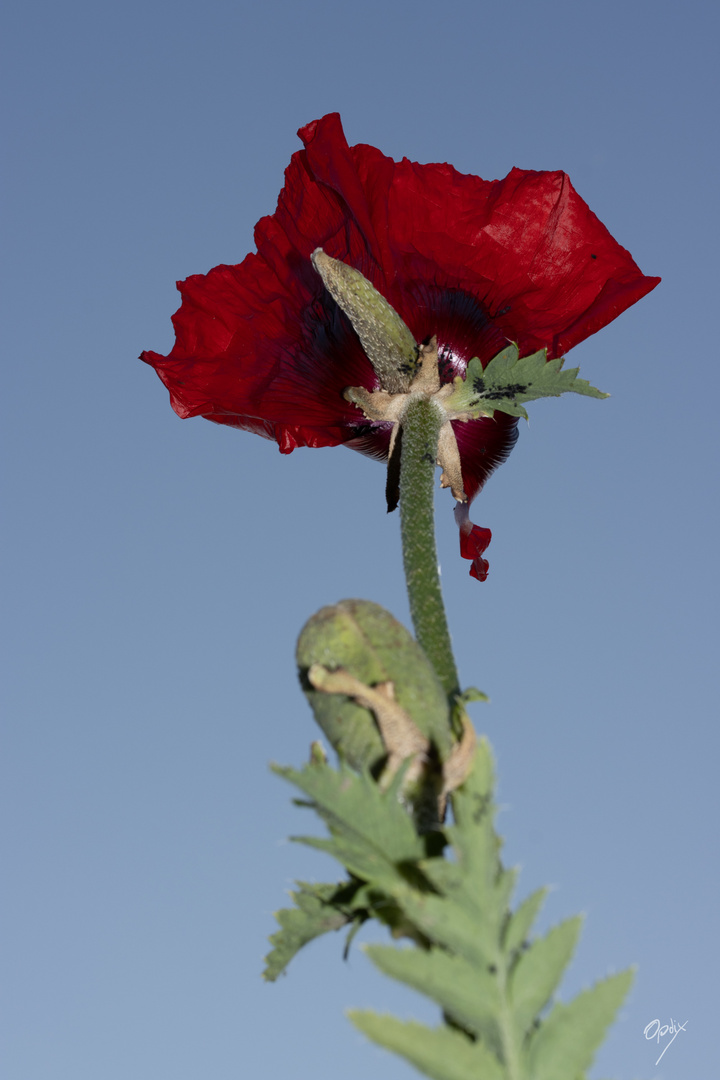 Türkischer Mohn aus der Mäuseperspektive