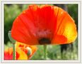 Türkischer Mohn aus meinem Garten von MarianneStahl 