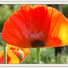 Türkischer Mohn aus meinem Garten