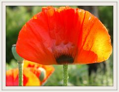 Türkischer Mohn aus meinem Garten