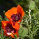 Türkischer Mohn