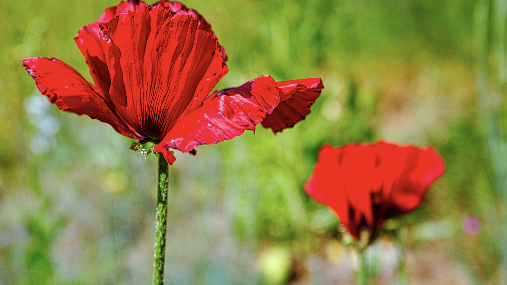 Türkischer Mohn