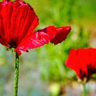 Türkischer Mohn