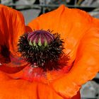 Türkischer-Mohn