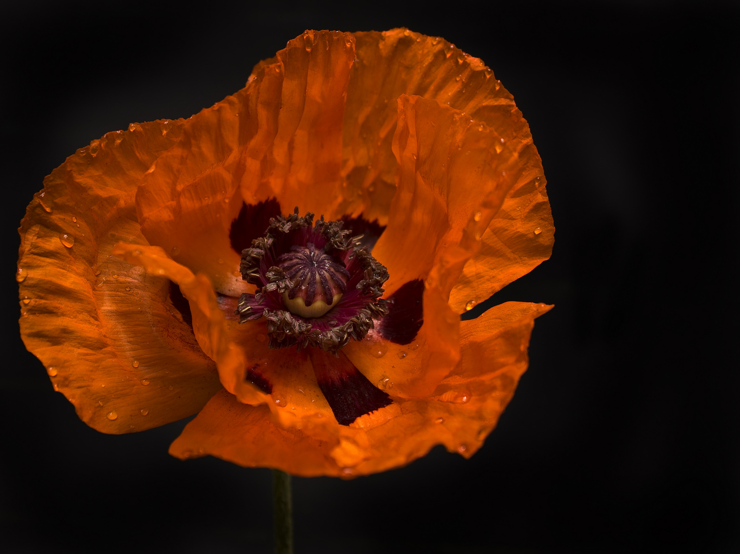 türkischer Mohn