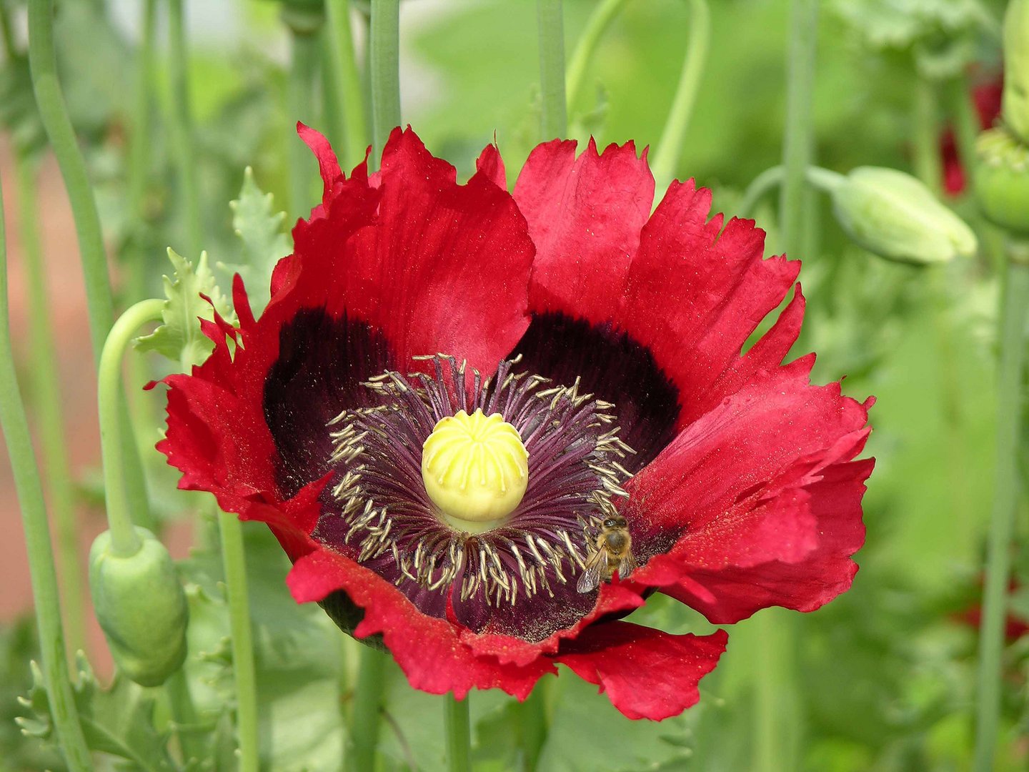 Türkischer Mohn