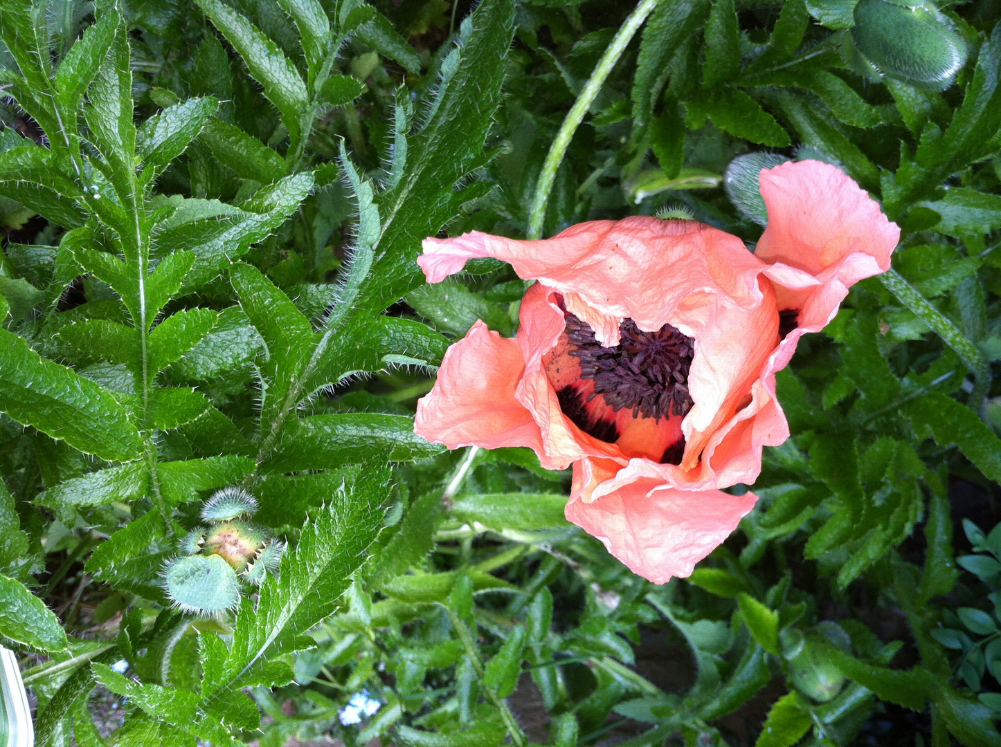 Türkischer Mohn