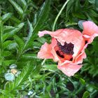 Türkischer Mohn