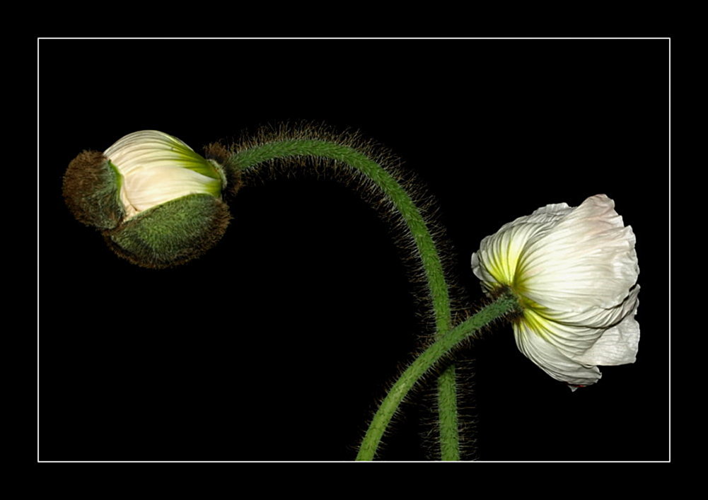 - Türkischer Mohn -