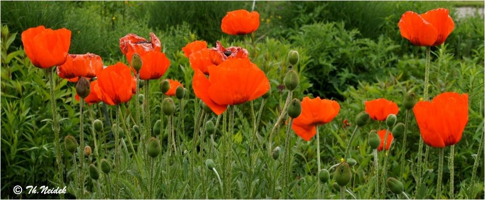 Türkischer Mohn