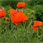 Türkischer Mohn