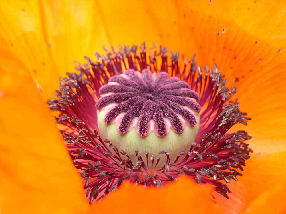 Türkischer Mohn