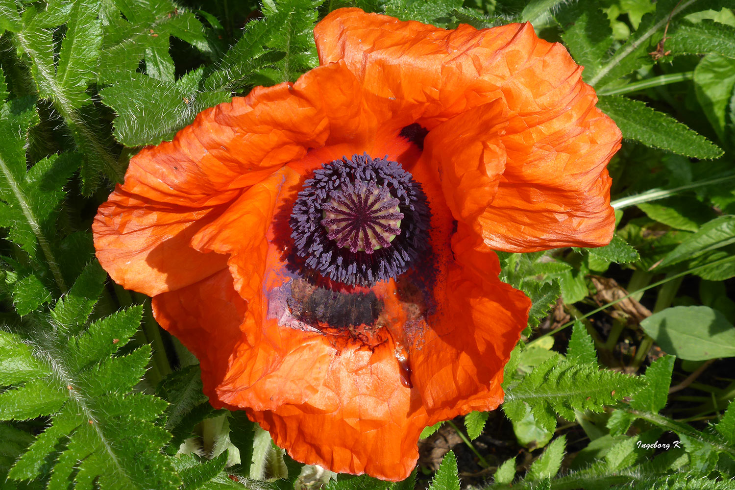 Türkischer Mohn - Eine der wenigen Blüten, die nicht vom Regen vernichtet wurden