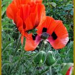 Türkischer Mohn