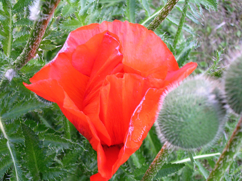 Türkischer Mohn