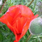 Türkischer Mohn