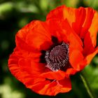 Türkischer Mohn II