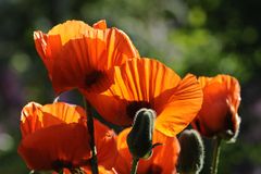 Türkischer Mohn II