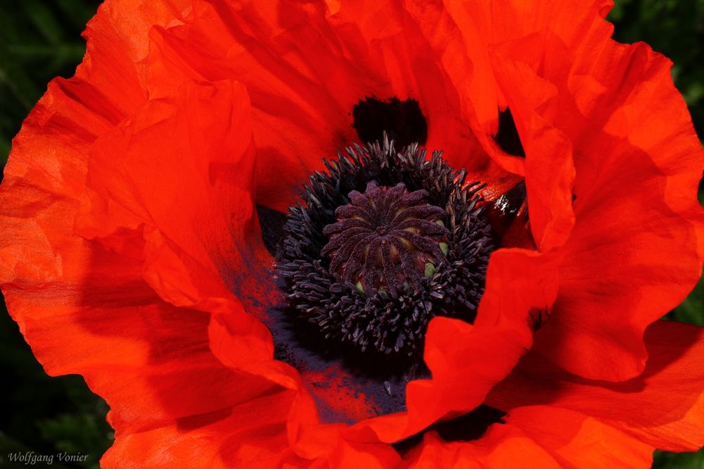 Türkischer Mohn III