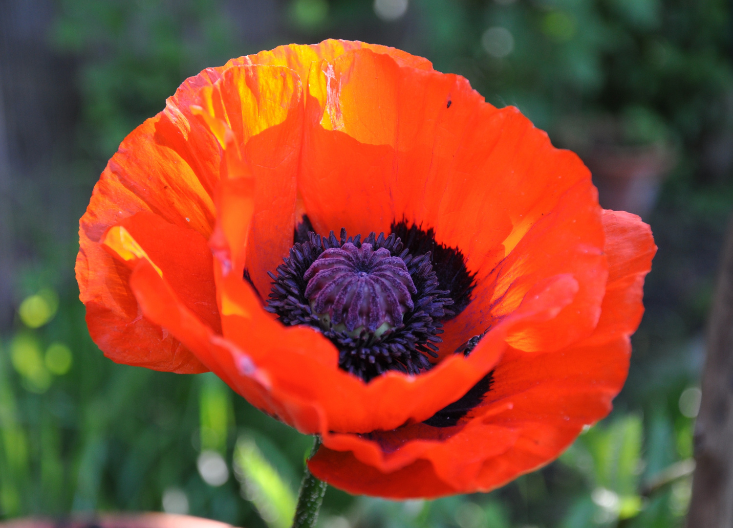 Türkischer Mohn in der Morgensonne