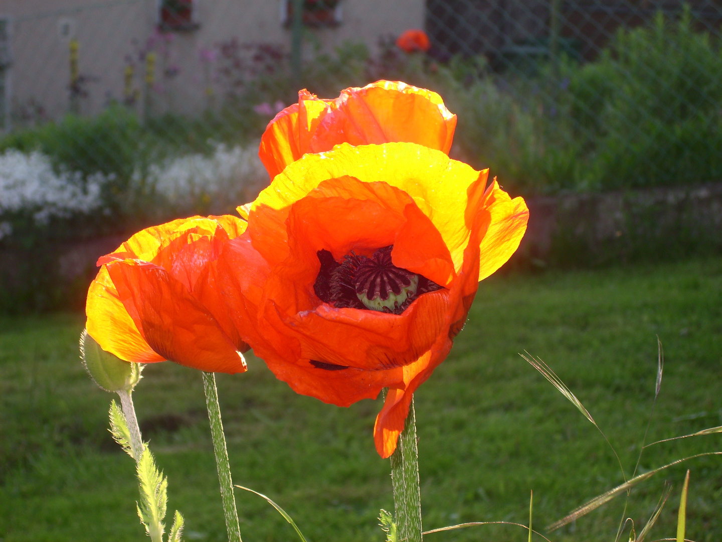 Türkischer Mohn in meinem Garten in Deutschland