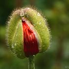 Türkischer Mohn  IV