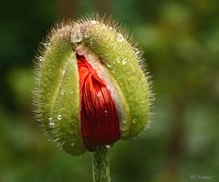 Türkischer Mohn  IV