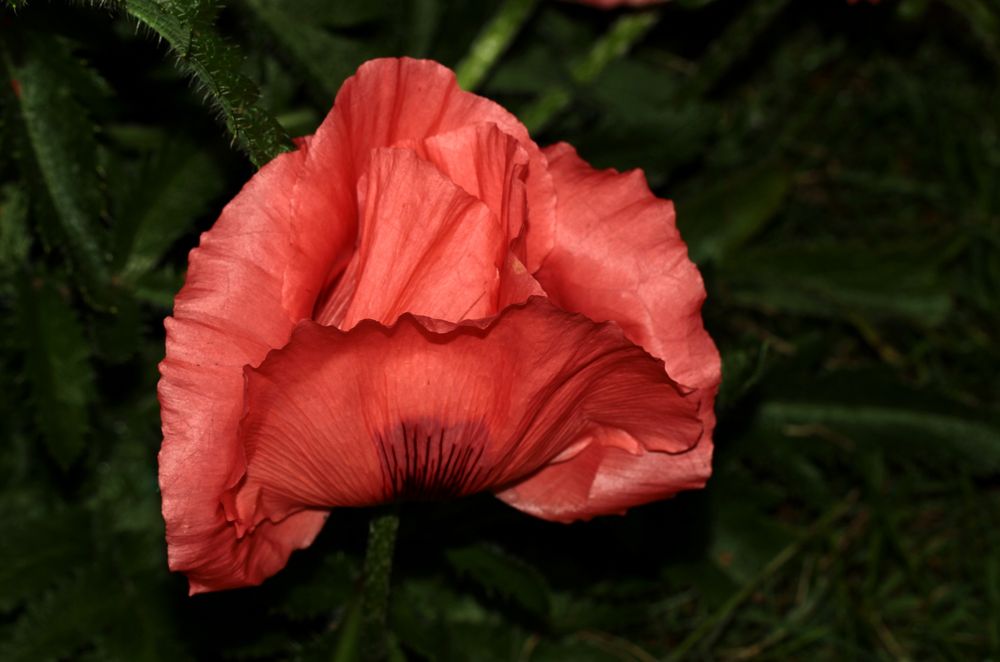 Türkischer Mohn - lachsfarben - 'Papaver orientale' 