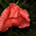 Türkischer Mohn - lachsfarben - 'Papaver orientale' 