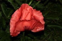 Türkischer Mohn - lachsfarben - 'Papaver orientale' 