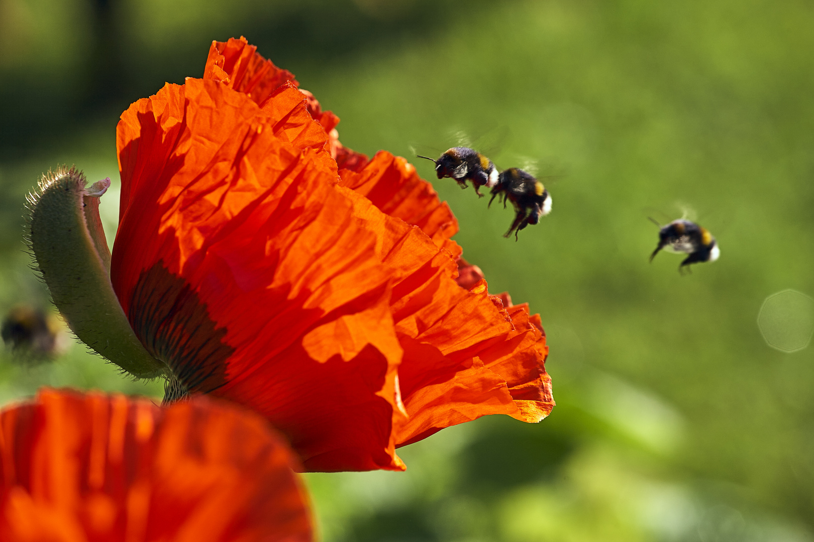 Türkischer Mohn mit Hummeln im Anflug