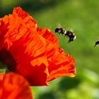 Türkischer Mohn mit Hummeln im Anflug