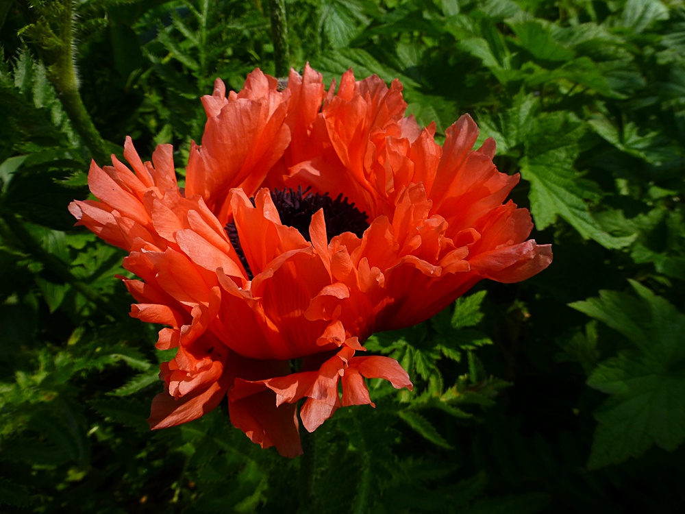 Türkischer Mohn "Mrs. Perry"