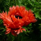 Türkischer Mohn "Mrs. Perry"