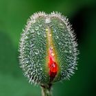 Türkischer Mohn (Papaver orientale)