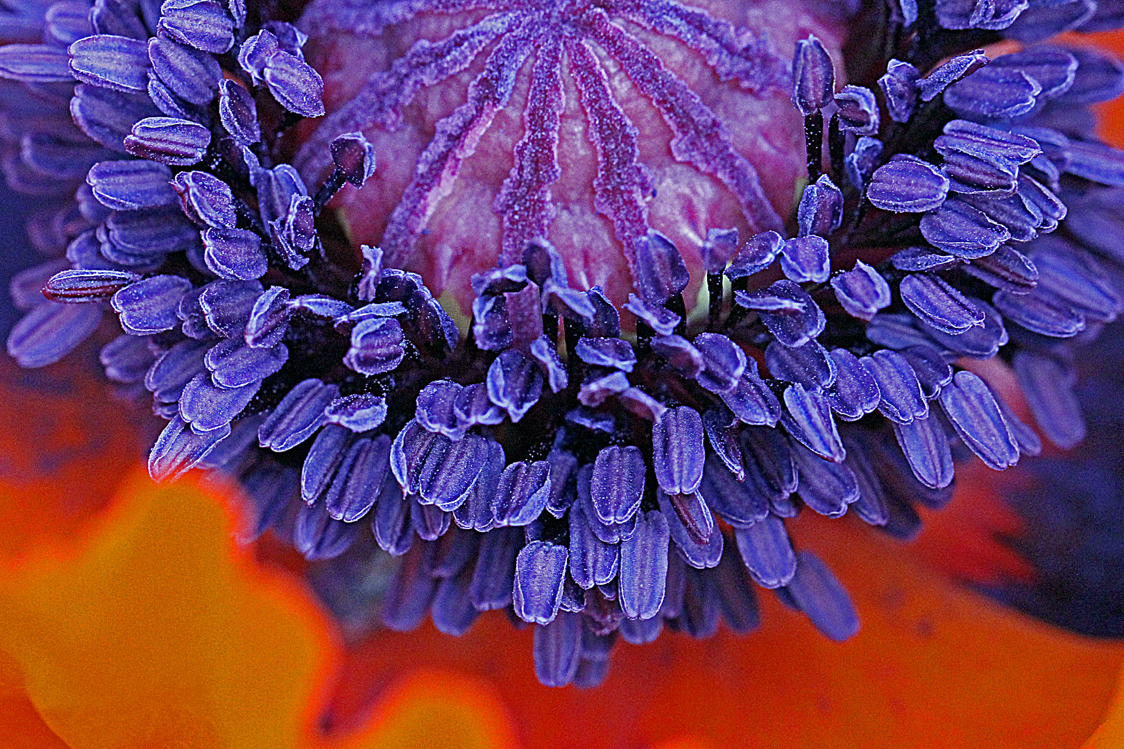 Türkischer Mohn (Papaver orientale)