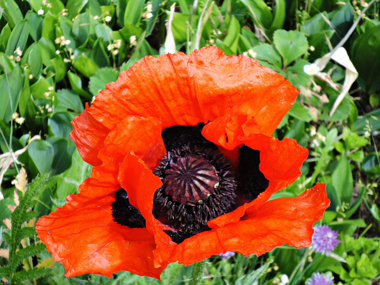 *** Türkischer Mohn ***    (Papaver orientale)