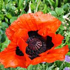 *** Türkischer Mohn ***    (Papaver orientale)