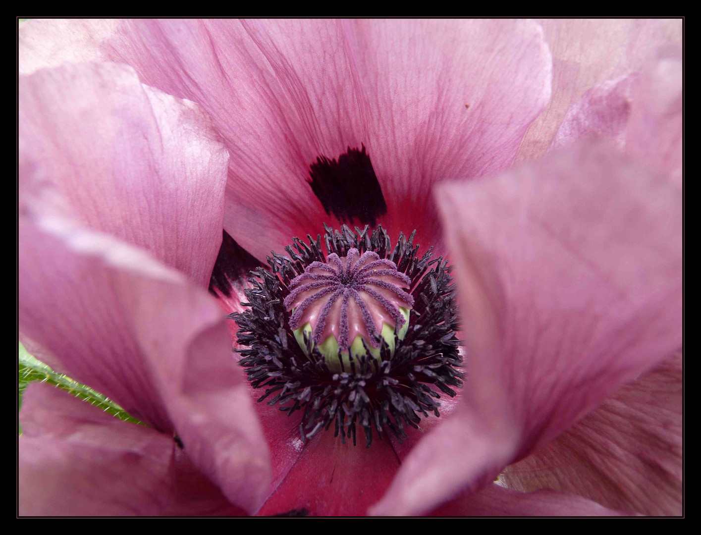 Türkischer Mohn (Papaver orientale) in mauve