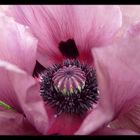 Türkischer Mohn (Papaver orientale) in mauve