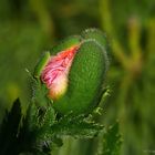 Türkischer Mohn  V