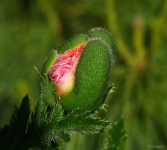 Türkischer Mohn  V