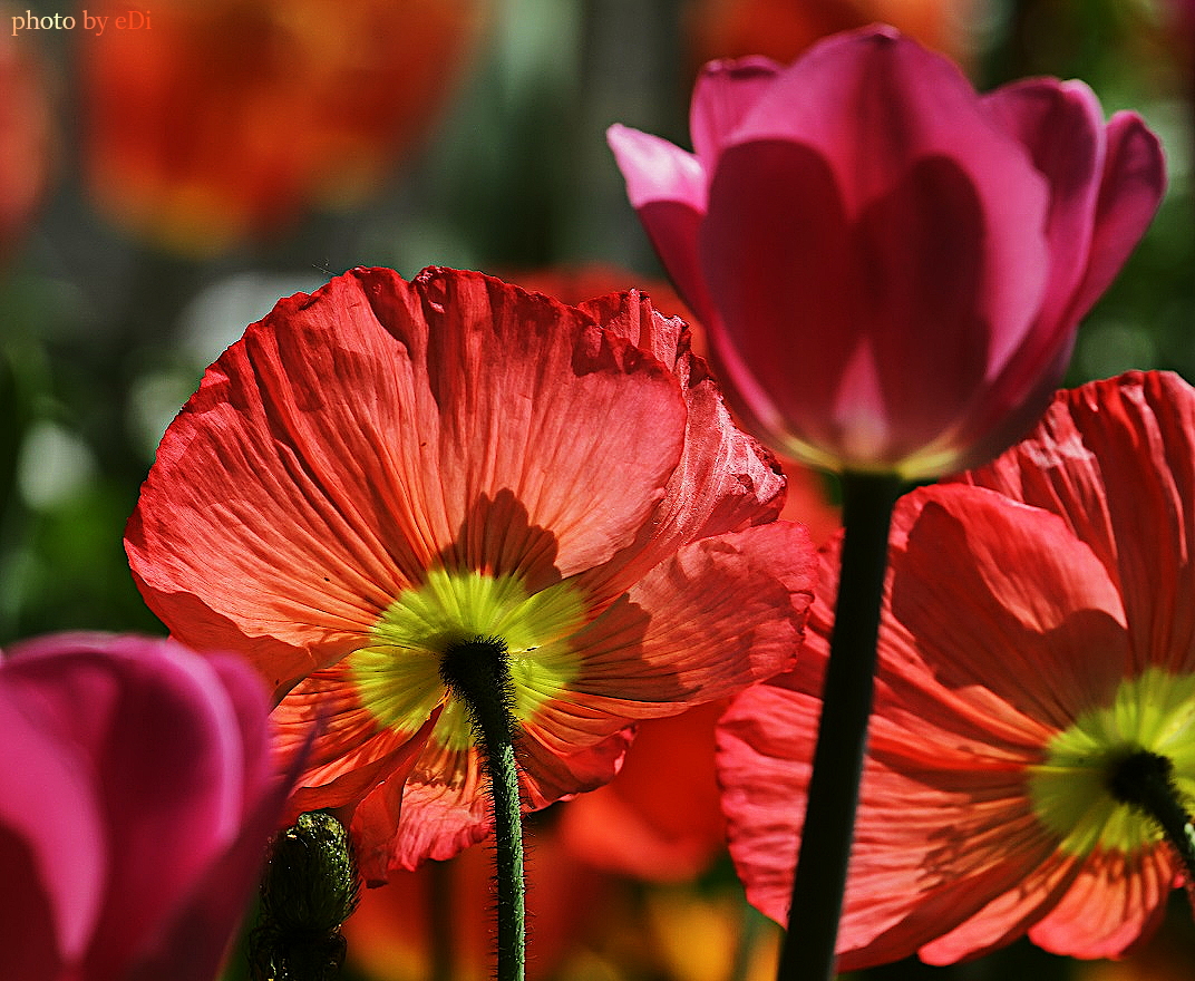 Türkischer Riesenmohn