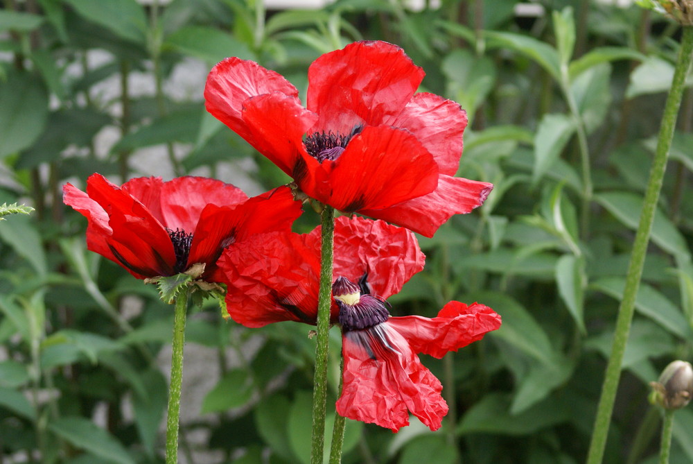 Türkischer Riesenmohn