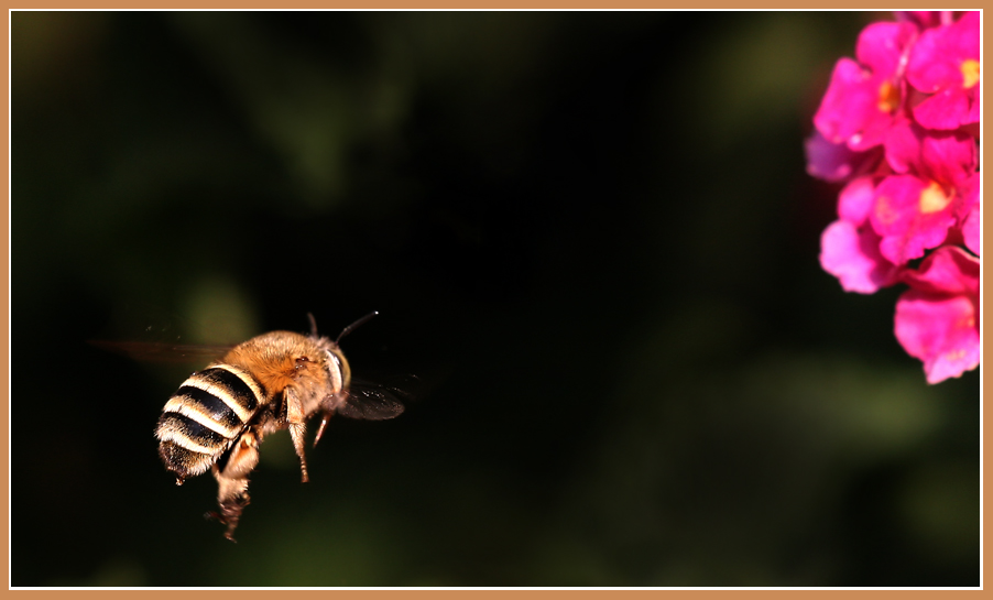 türkisches Bienchen...