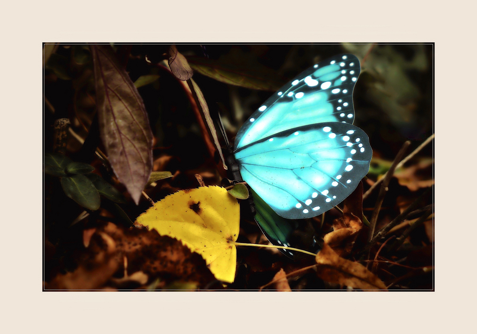 Türkisfarbener Schmetterling 