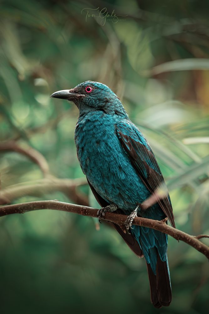 Türkisfeenvogel Weibchen