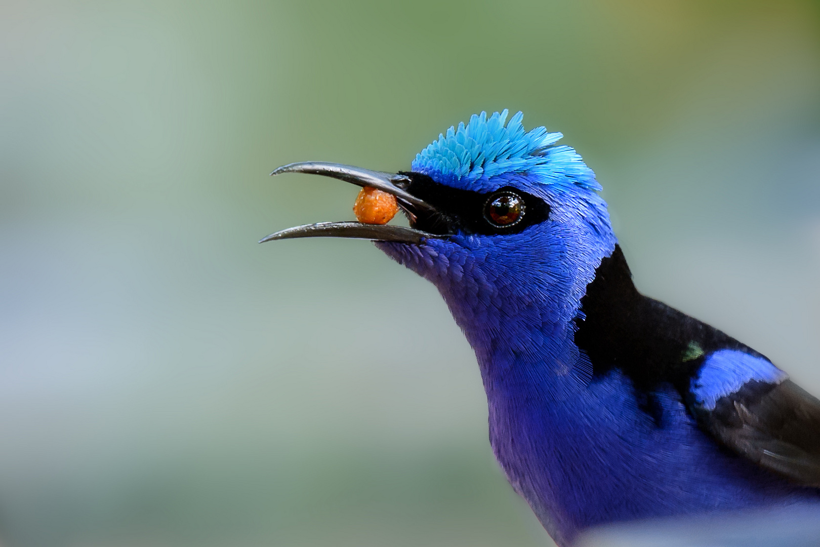 Türkisnaschvogel 