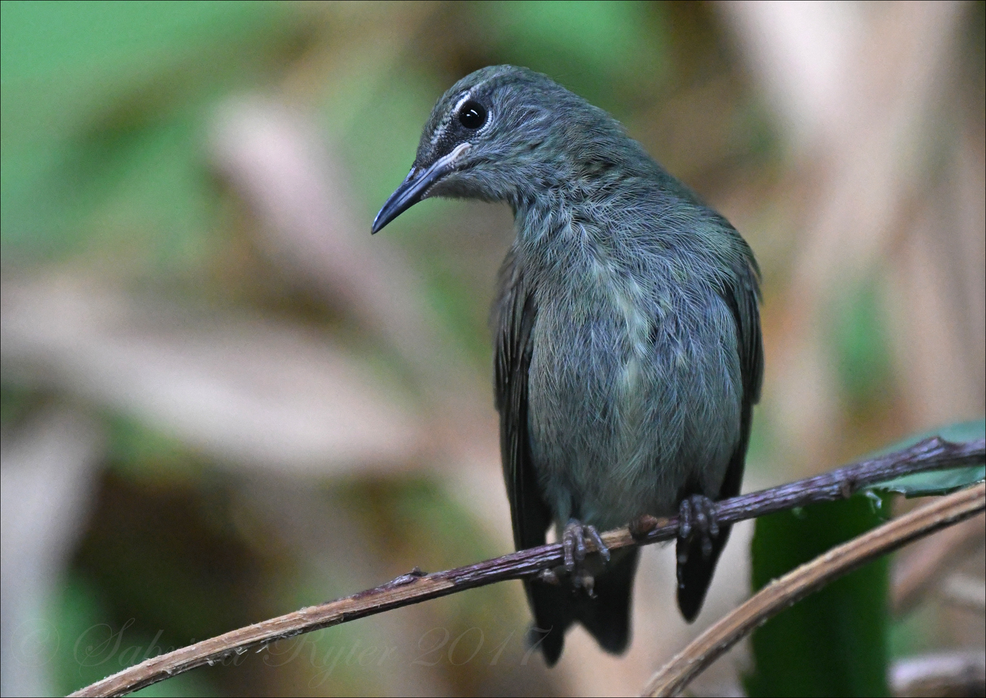 Türkisnaschvogel